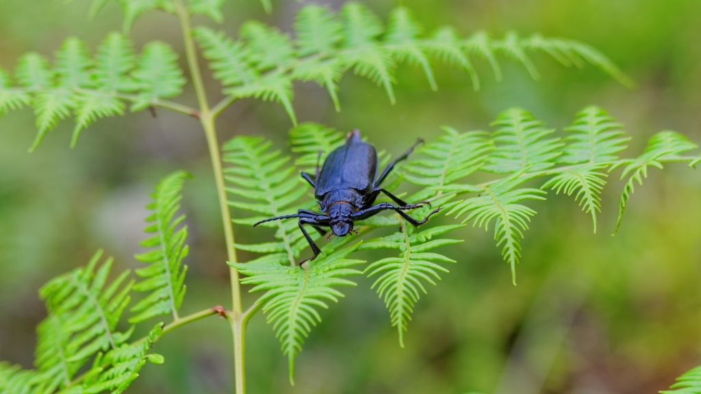 13 - Quetzal NP (04).jpg